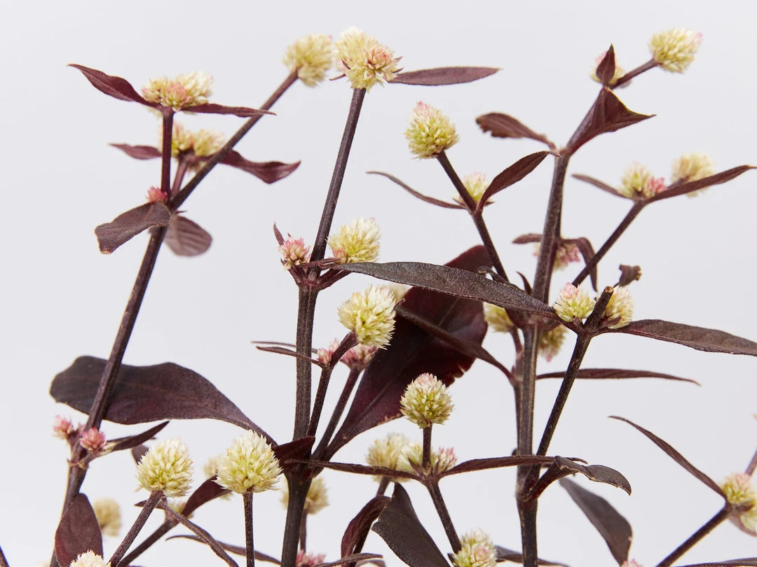 Shrubs Alternanthera Dentata 'Firebug' 5 Shrubs Alternanthera Dentata 'Firebug'