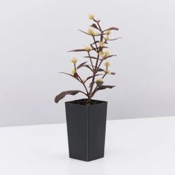 Shrubs Alternanthera Dentata 'Firebug' 11 Shrubs Alternanthera Dentata 'Firebug'