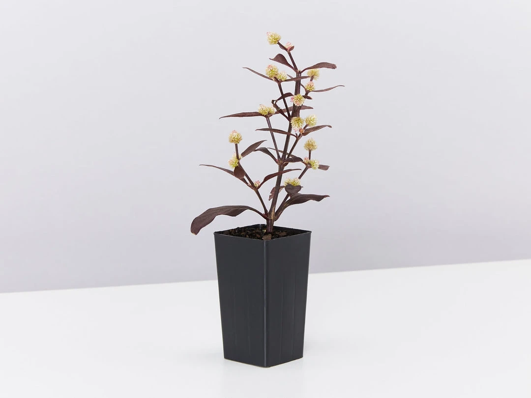 Shrubs Alternanthera Dentata 'Firebug' 6 Shrubs Alternanthera Dentata 'Firebug'