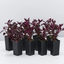 Ozbreed Shrubs Alternanthera Dentata Little Ruby™