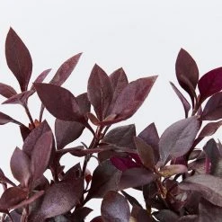 Ozbreed Shrubs Alternanthera Dentata Little Ruby™