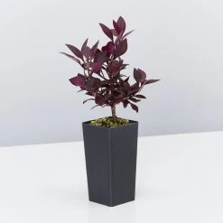 Ozbreed Shrubs Alternanthera Dentata Little Ruby™