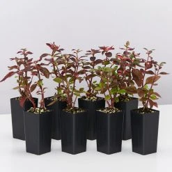 Shrubs Alternanthera Amoena 'Purple Splash'