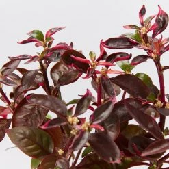 Shrubs Alternanthera Amoena 'Purple Splash' 10 Shrubs Alternanthera Amoena 'Purple Splash'