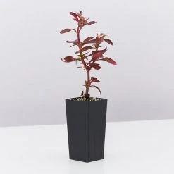 Shrubs Alternanthera Amoena 'Purple Splash' 9 Shrubs Alternanthera Amoena 'Purple Splash'