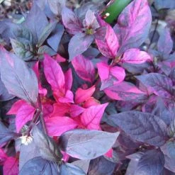 Shrubs Alternanthera Dentata 'Firebug' 13 Shrubs Alternanthera Dentata 'Firebug'