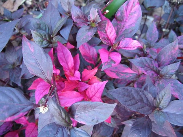 Shrubs Alternanthera Dentata 'Firebug' 8 Shrubs Alternanthera Dentata 'Firebug'