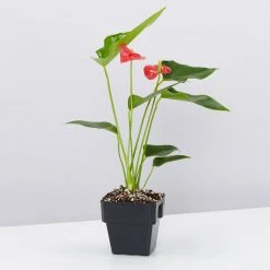 Indoor Garden Anthurium Mixed Pack 85mm