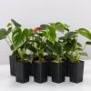 Indoor Garden Anthurium Aloha Red Easy Care Plants