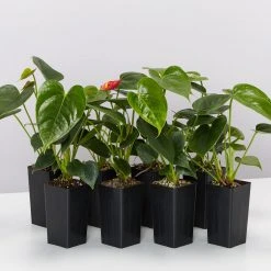 Indoor Garden Anthurium Aloha Red Easy Care Plants