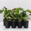 Indoor Garden Anthurium Andreanum Great Red Easy Care Plants 2 Indoor Garden Anthurium Andreanum Great Red Easy Care Plants