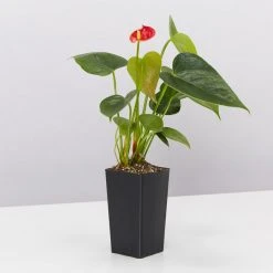 Indoor Garden Air Purifier Houseplant Pack ???? Air Purifying