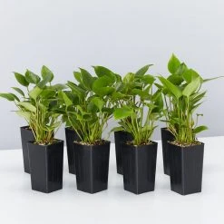 Indoor Garden Anthurium Adreanum Purple Arc Shrubs