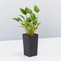 Indoor Garden Pretty-in-Pink Box