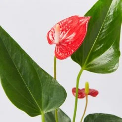 Indoor Garden Anthurium Mixed Pack 85mm