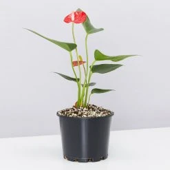 Pot + Plant Gift Box Anthurium Flowering Varieties - Pot + Plant + Soil