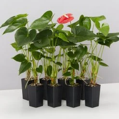 Indoor Garden Anthurium Jambo Red