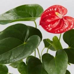 Indoor Garden Anthurium Jambo Red
