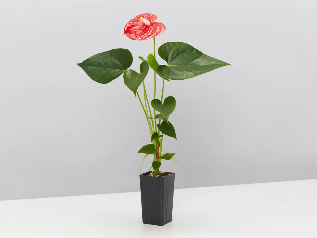 Indoor Garden Anthurium Jambo Red 5 Indoor Garden Anthurium Jambo Red