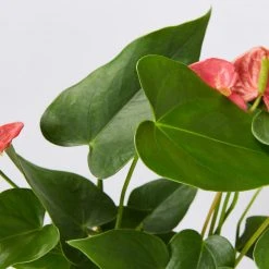 Indoor Garden Anthurium Mixed Pack 85mm