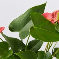 Pot + Plant Gift Box Anthurium Flowering Varieties - Pot + Plant + Soil