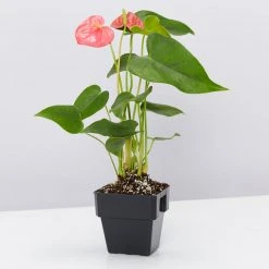 Indoor Garden Anthurium Mixed Pack 85mm