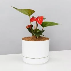 Pot + Plant Gift Box Anthurium Flowering Varieties - Pot + Plant + Soil