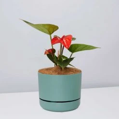 Pot + Plant Gift Box Anthurium Flowering Varieties - Pot + Plant + Soil