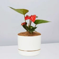 Pot + Plant Gift Box Anthurium Flowering Varieties - Pot + Plant + Soil