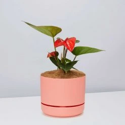 Pot + Plant Gift Box Anthurium Flowering Varieties - Pot + Plant + Soil