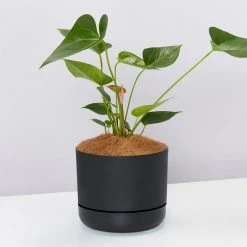 Pot + Plant Gift Box Anthurium Flowering Varieties - Pot + Plant + Soil