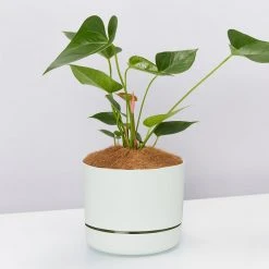 Pot + Plant Gift Box Anthurium Flowering Varieties - Pot + Plant + Soil