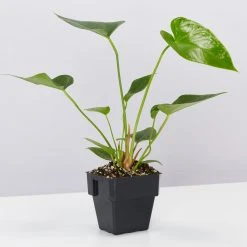 Indoor Garden Air Purifying Air Purifier Houseplant Pack - Larger Sized Plants