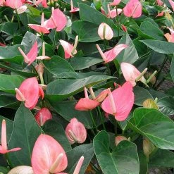 Indoor Garden Anthurium Mixed Pack Easy Care Plants