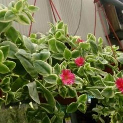 Succulents Full Sun Aptenia Cordifolia Variegata 12 Succulents Full Sun Aptenia Cordifolia Variegata