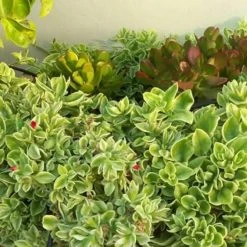 Succulents Full Sun Aptenia Cordifolia Variegata 10 Succulents Full Sun Aptenia Cordifolia Variegata