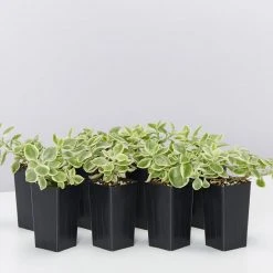 Succulents Full Sun Aptenia Cordifolia Variegata