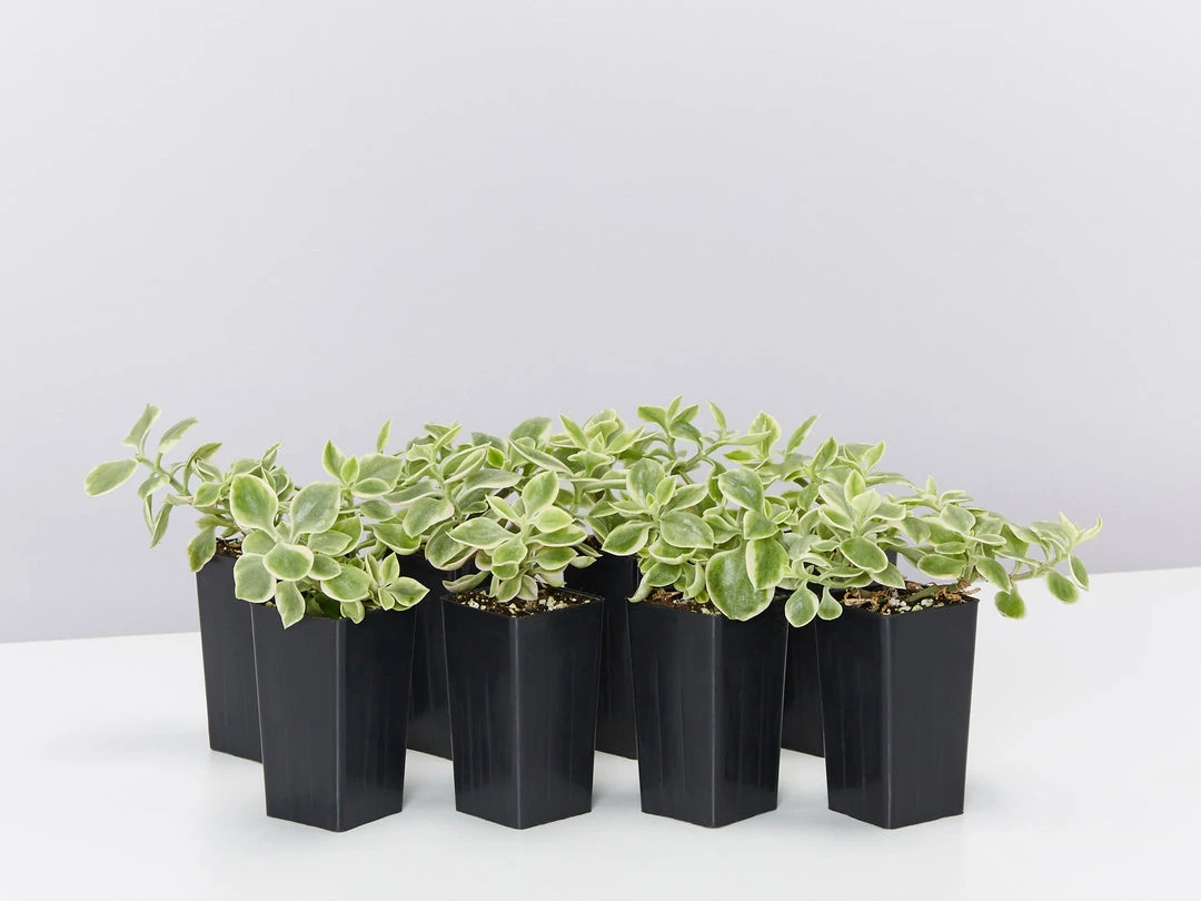 Succulents Full Sun Aptenia Cordifolia Variegata 3 Succulents Full Sun Aptenia Cordifolia Variegata