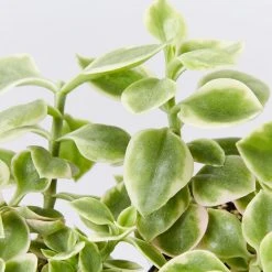 Succulents Full Sun Aptenia Cordifolia Variegata