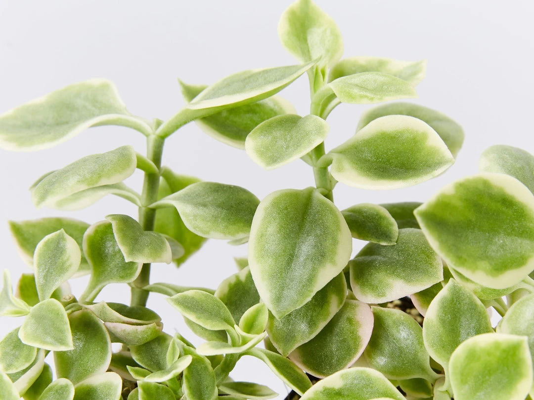 Succulents Full Sun Aptenia Cordifolia Variegata 4 Succulents Full Sun Aptenia Cordifolia Variegata