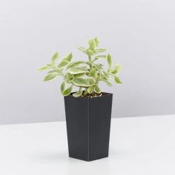 Succulents Full Sun Aptenia Cordifolia Variegata 11 Succulents Full Sun Aptenia Cordifolia Variegata