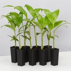 Shrubs Australian Native Plants Archontophoenix Alexandrae Alexander Palm