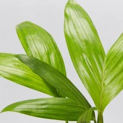 Shrubs Australian Native Plants Archontophoenix Alexandrae Alexander Palm