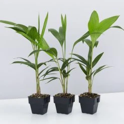 Shrubs Full Sun Archontophoenix Cunninghamiana