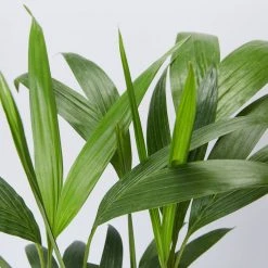 Shrubs Full Sun Archontophoenix Cunninghamiana