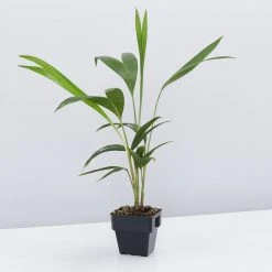 Shrubs Full Sun Archontophoenix Cunninghamiana