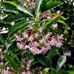 Hedge Shrubs Ardisia Macrocarpa Mystique