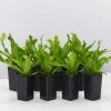 Indoor Garden Asplenium Antiquum Crissie Crested Birds Nest Fern Narrow Spaces