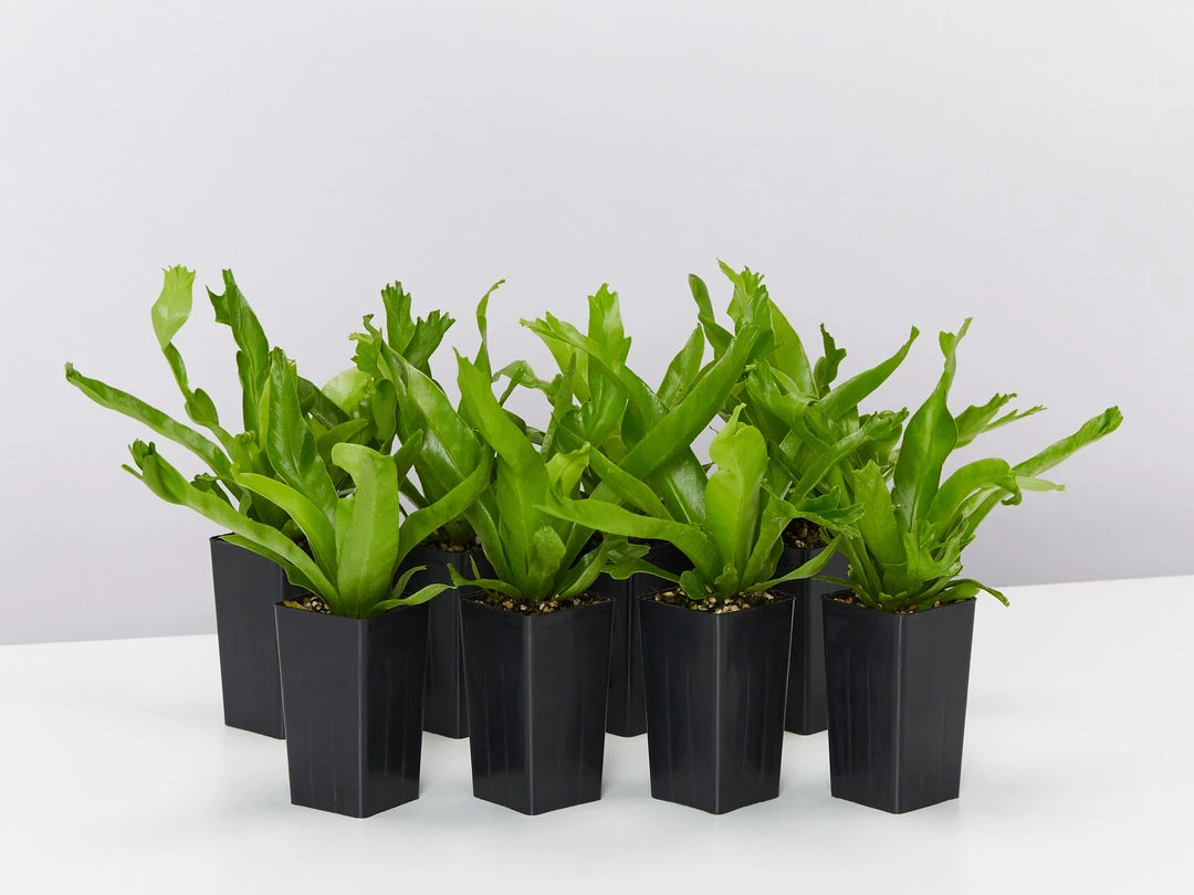 Indoor Garden Asplenium Antiquum Crissie Crested Birds Nest Fern Narrow Spaces 3 Indoor Garden Asplenium Antiquum Crissie Crested Birds Nest Fern Narrow Spaces