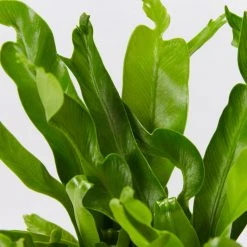 Indoor Garden Asplenium Antiquum Crissie Crested Birds Nest Fern Narrow Spaces 13 Indoor Garden Asplenium Antiquum Crissie Crested Birds Nest Fern Narrow Spaces